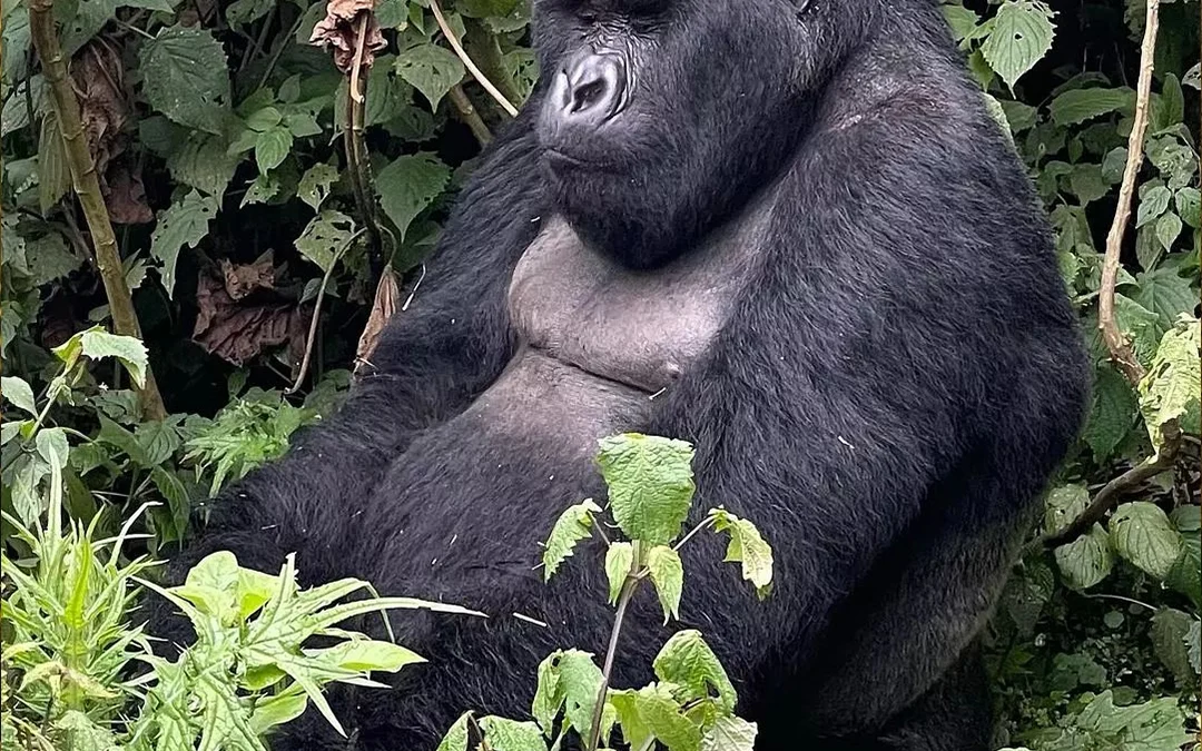 7 Day Uganda Safari Itinerary