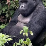 7 Day Uganda Safari Itinerary