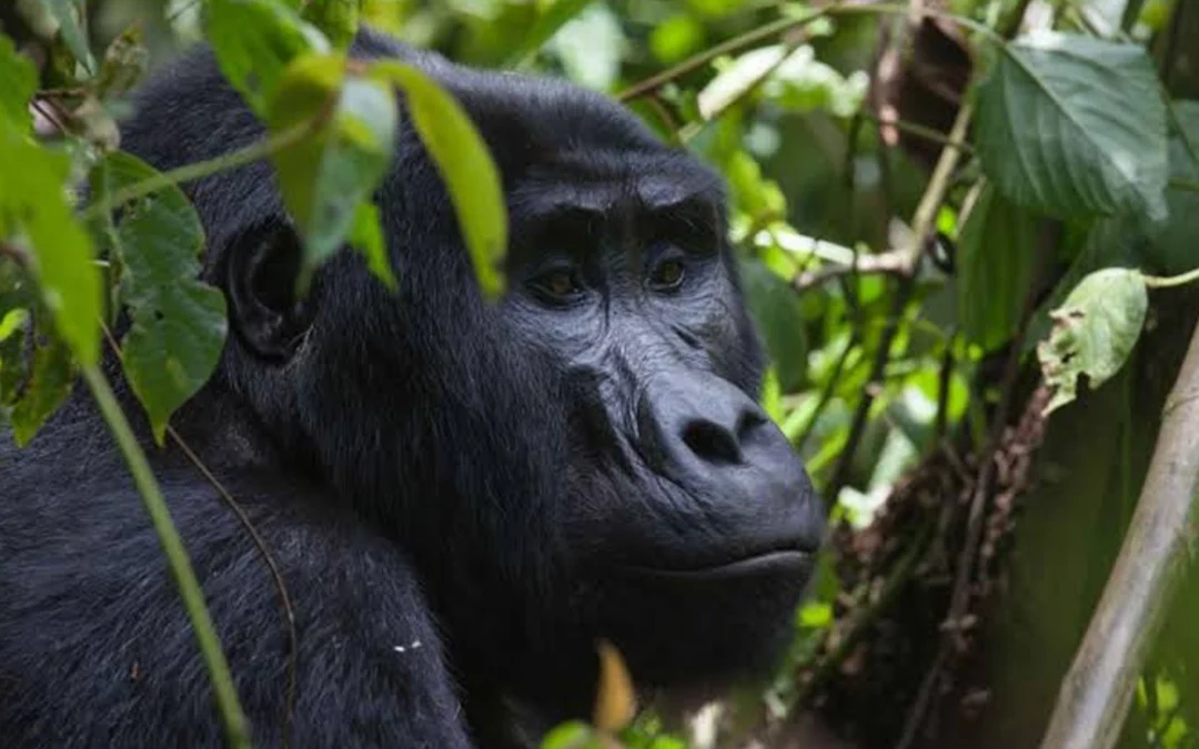 10 Day Uganda Safari