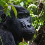 10 Day Uganda Safari