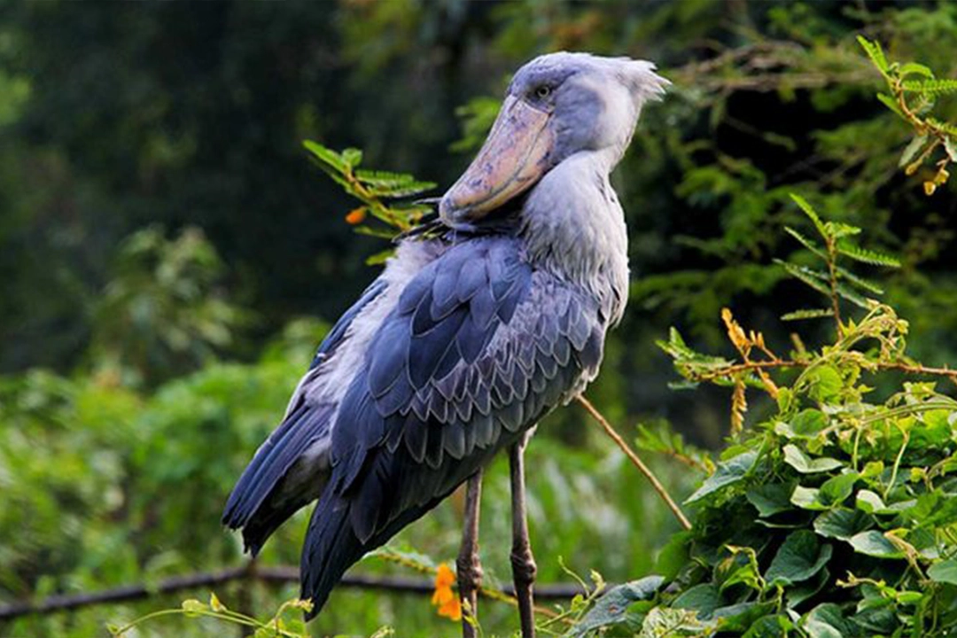 Shoebill stork standing in Mabamba Swamp in Uganda