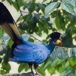 10 Days Uganda Photography