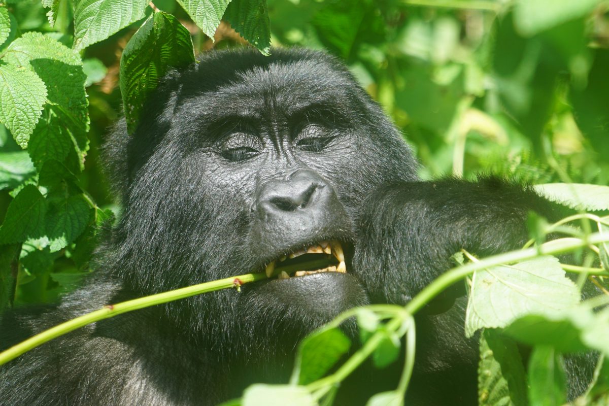 14-Day Gorilla & Masai Mara Safari