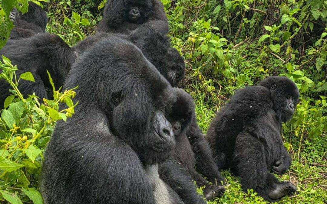 Can I Do Gorilla Trekking on a Budget