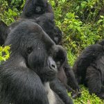 Can I Do Gorilla Trekking on a Budget