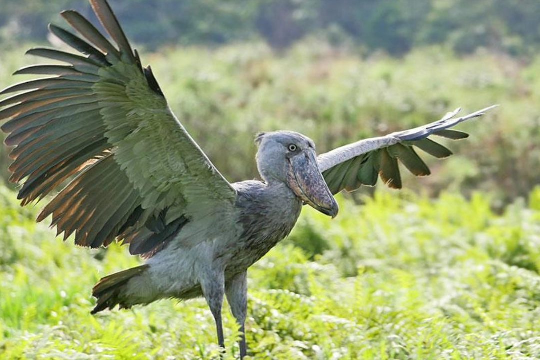 Uganda Photography Safari