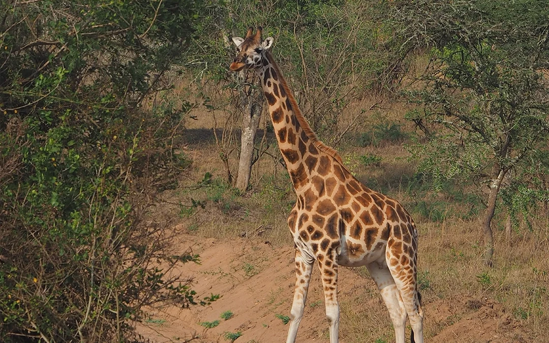 Why Uganda Stole My Heart
