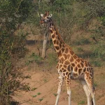 Why Uganda Stole My Heart