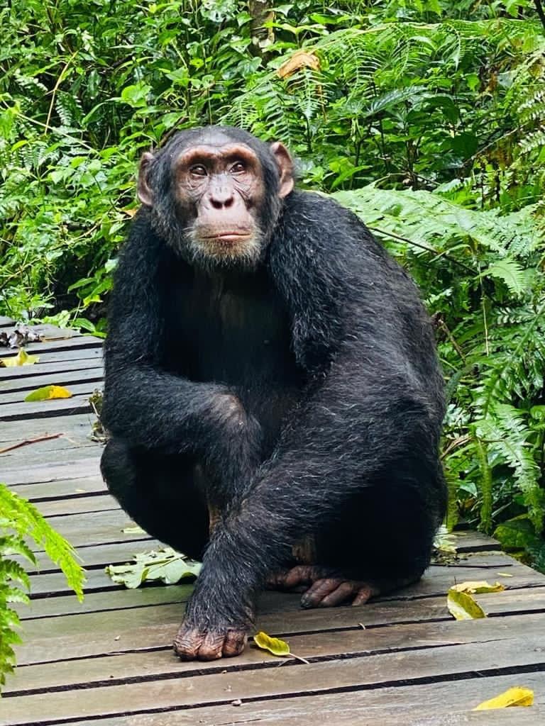 7-Days Gorilla & Wildlife Safari with Cultural Village Tours Highlights