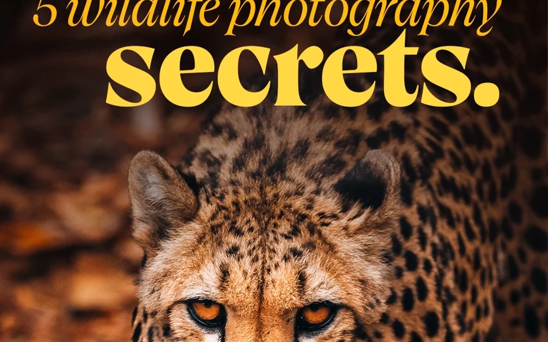 Photography Tips for Gorilla Trekking