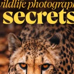 Photography Tips for Gorilla Trekking