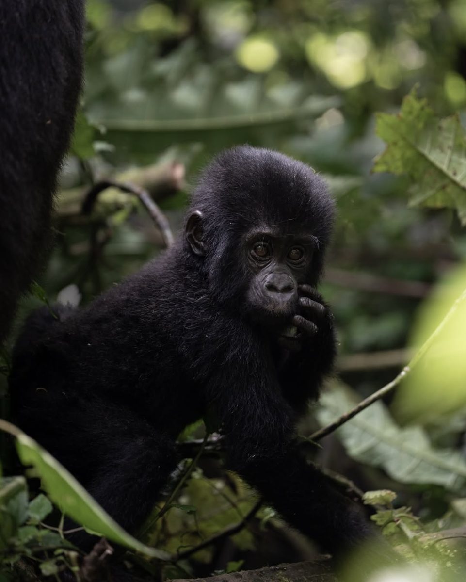 Photography tips for Gorilla Trekking