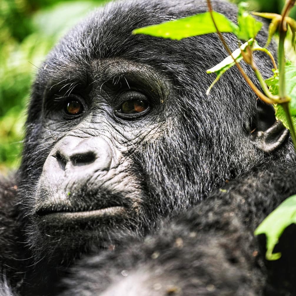 Gorilla Trekking