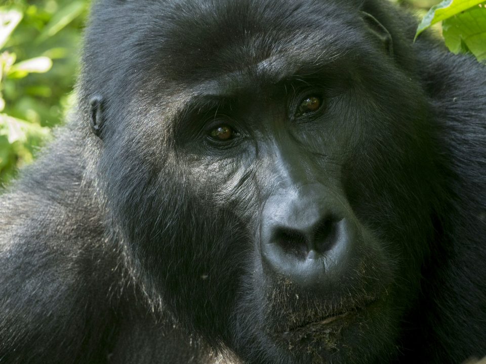 Uganda Gorilla Permit Cost
