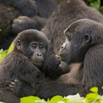 Uganda vs Rwanda Gorilla Trekking