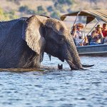 Gorilla Trekking & Botswana Safari