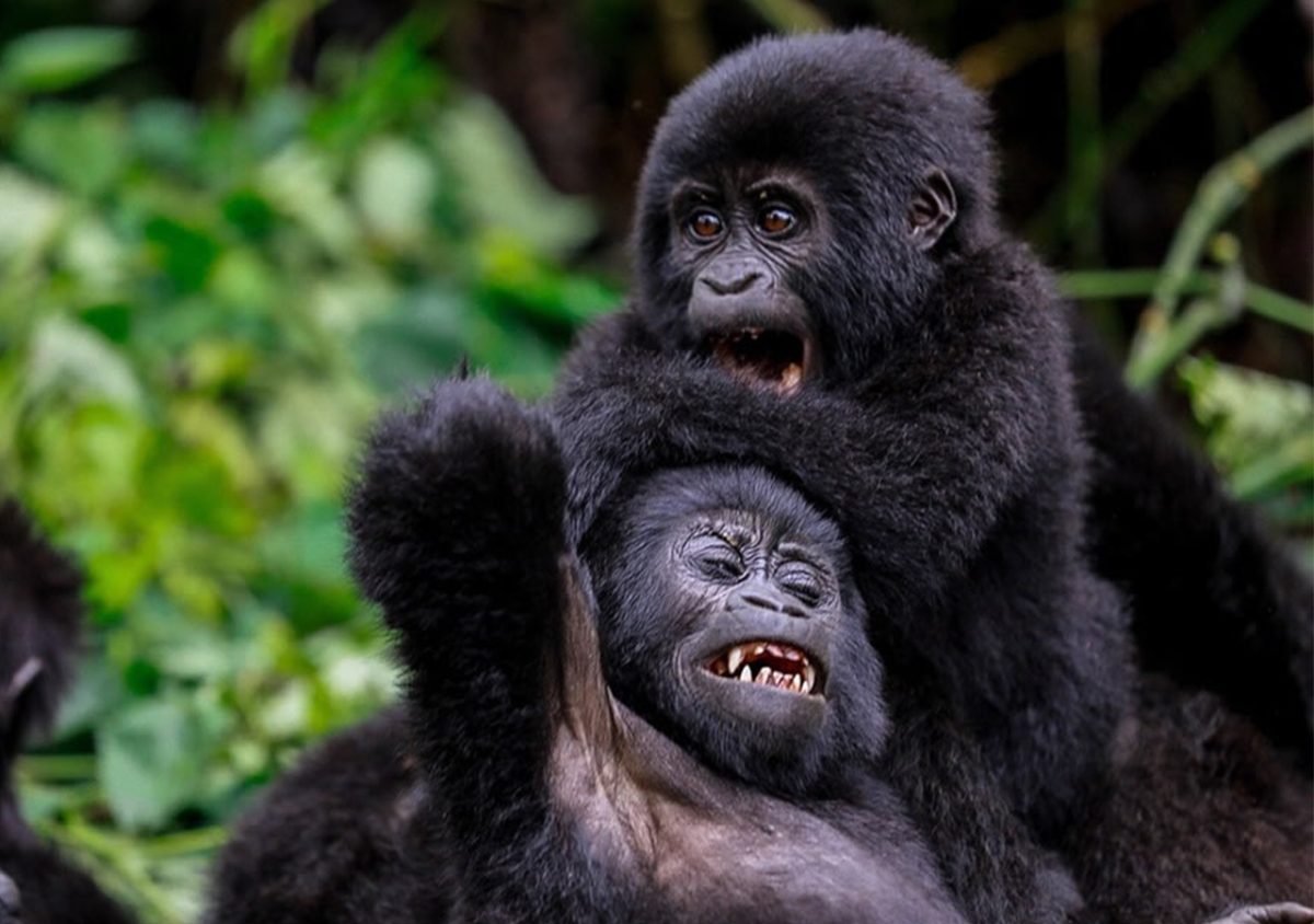 Rwanda Gorilla Permit Cost