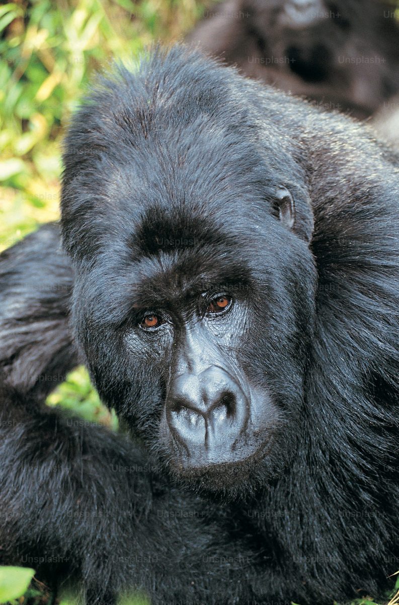 Gorilla trekking days needed in Uganda
