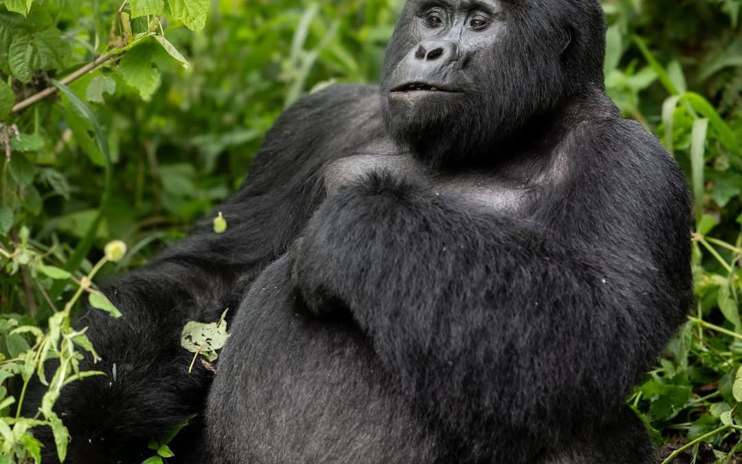 Rwanda Gorilla Trekking