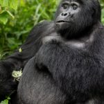 Rwanda Gorilla Trekking