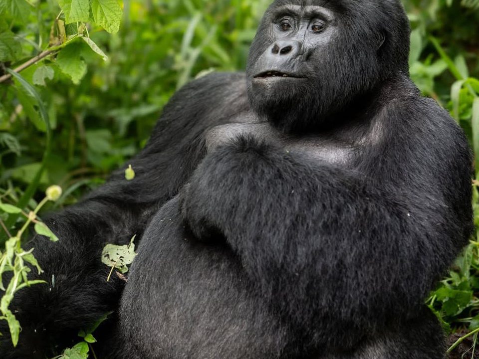 Rwanda Gorilla Trekking