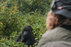 Bwindi Gorilla Trek 2026