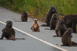 Olive baboon on a Uganda wildlife safari