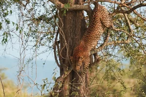 Leopard climbing down a tree during a Uganda safari