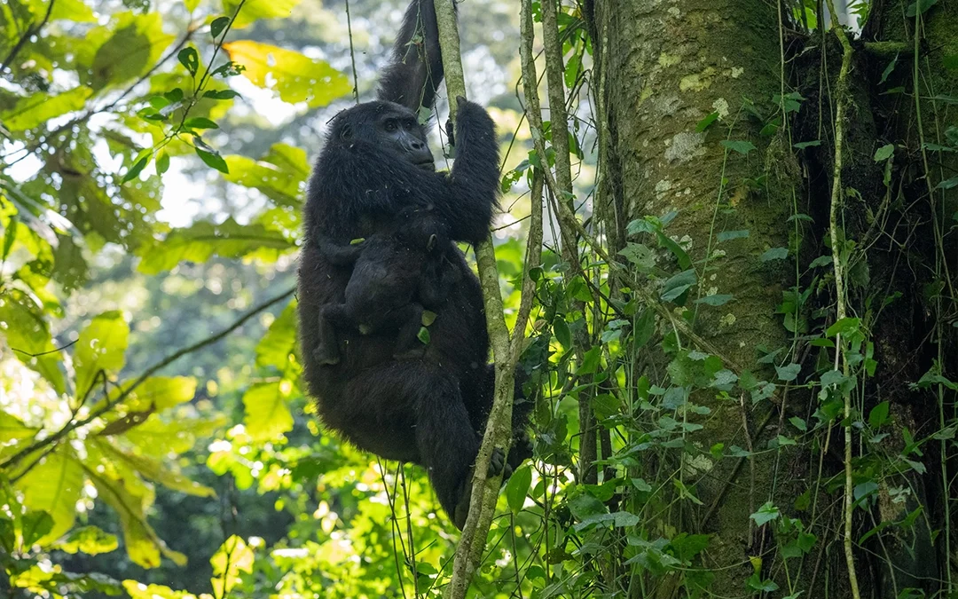 Bwindi Gorilla Trek 2026