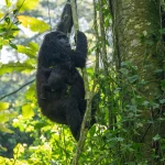 Bwindi Gorilla Trek 2026