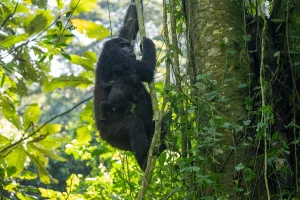 Bwindi Gorilla Trek 2026