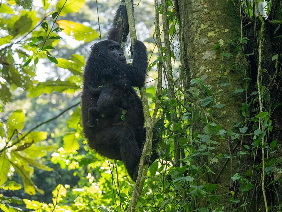 Bwindi Gorilla Trek 2026