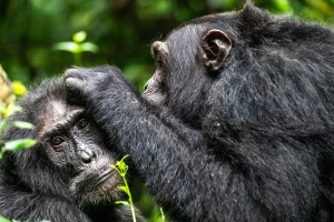 Bwindi Gorilla Trek 2026
